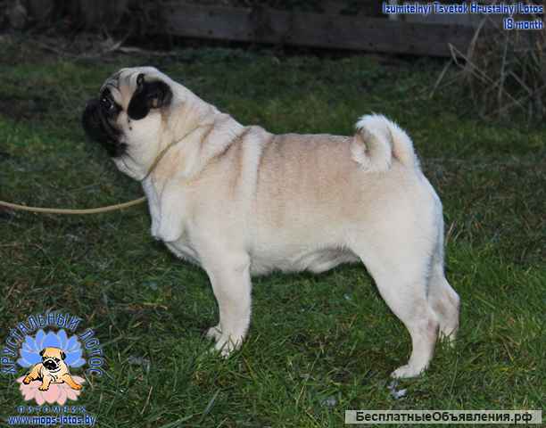Мопс щенок из питомника