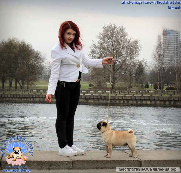 Мопс щенок из питомника