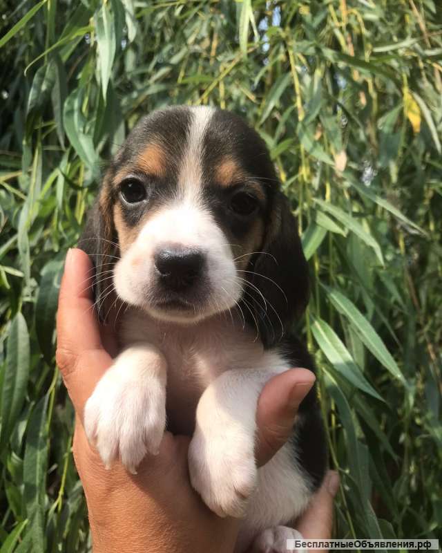 Щенки Бигль