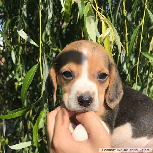 Щенки Бигль