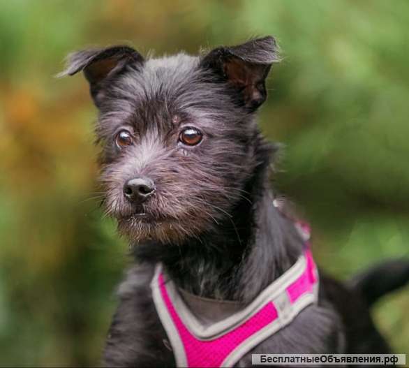 Малышка Олли ищет дом