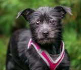 Малышка Олли ищет дом