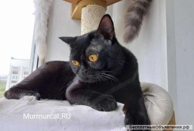 Бомбейские котята, питомник Murmurcat Москва