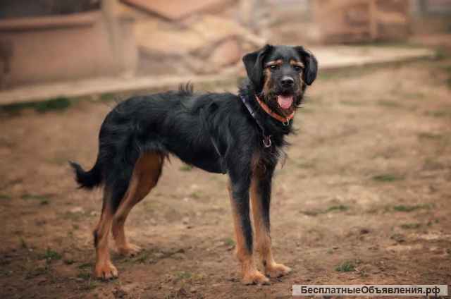 Дружелюбный красавец пёс-метис Рекс в добрые руки