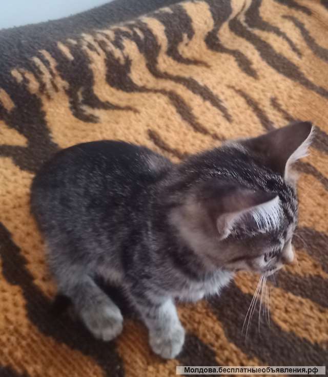 Отдам котёнка в добрые руки