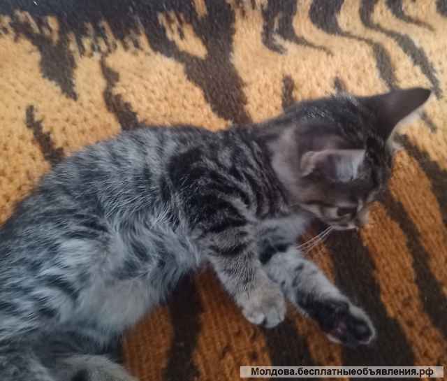 Отдам котёнка в добрые руки