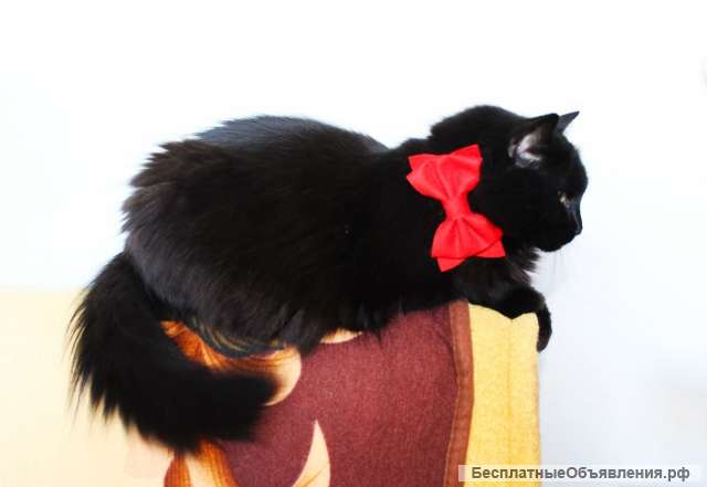 Очень красивая кошка ищет дом