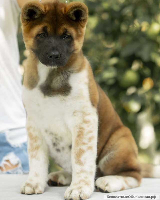 Щенки Американской акиты из Питомника