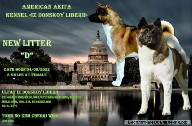 Щенки Американской акиты из Питомника