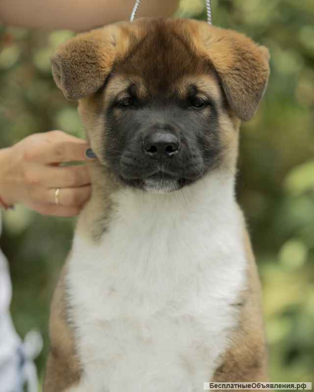 Щенки Американской акиты из Питомника