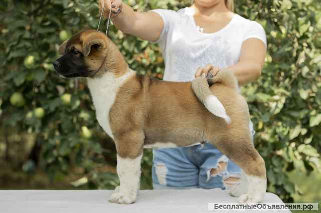 Щенки Американской акиты из Питомника