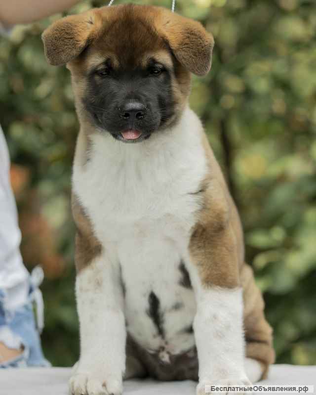 Щенки Американской акиты из Питомника