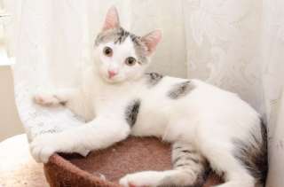 Милый котенок Бат в добрые руки