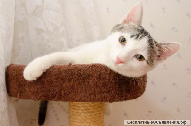 Милый котенок Бат в добрые руки