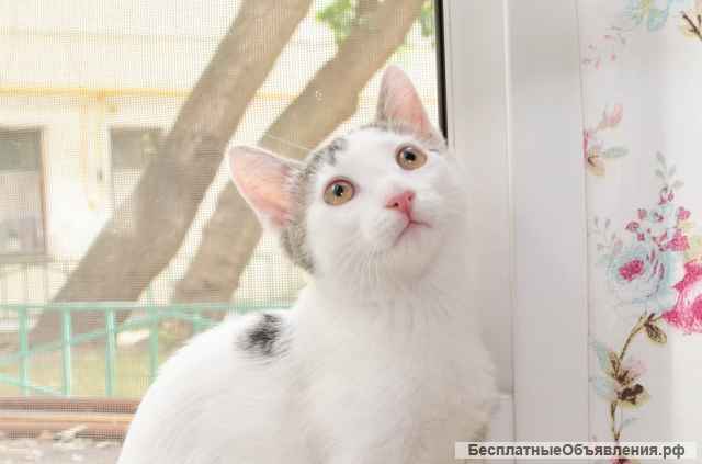 Милый котенок Бат в добрые руки