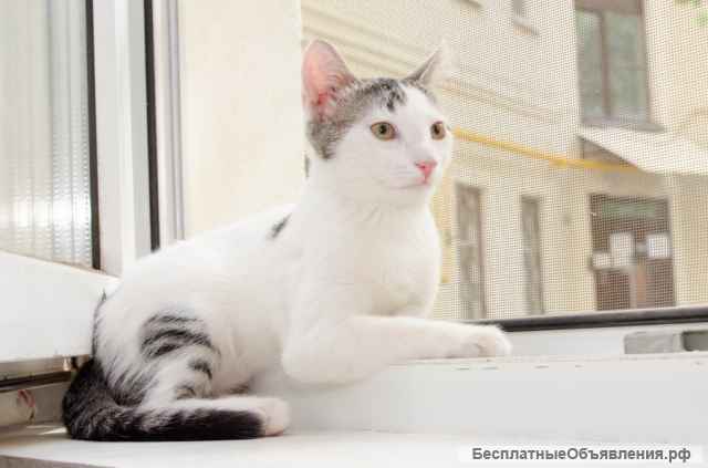 Милый котенок Бат в добрые руки