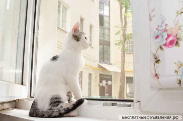 Милый котенок Бат в добрые руки