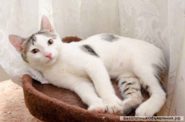 Милый котенок Бат в добрые руки