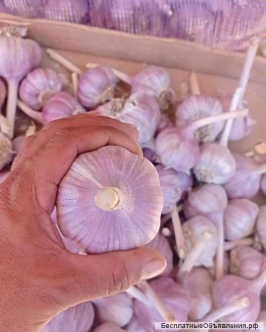 Чеснок
