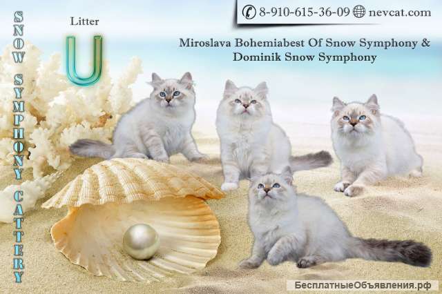 Котята Невской маскарадной кошки