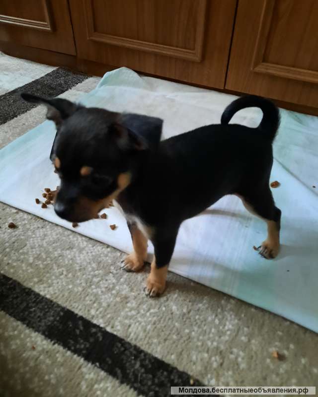 Щенков той-терьера