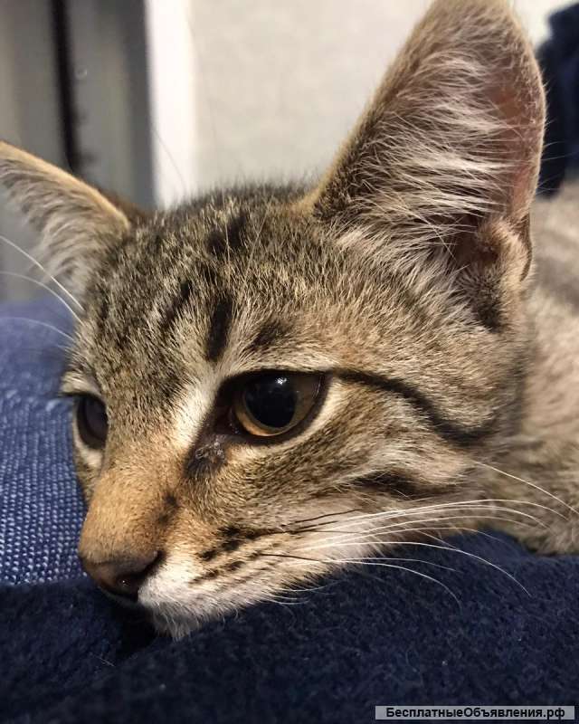 Добрый и весёлый котенок ищет в добрые руки