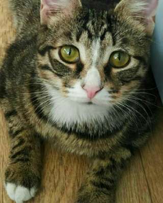 Самый обаятельный и привлекательный котенок Стёпик в поиске дома