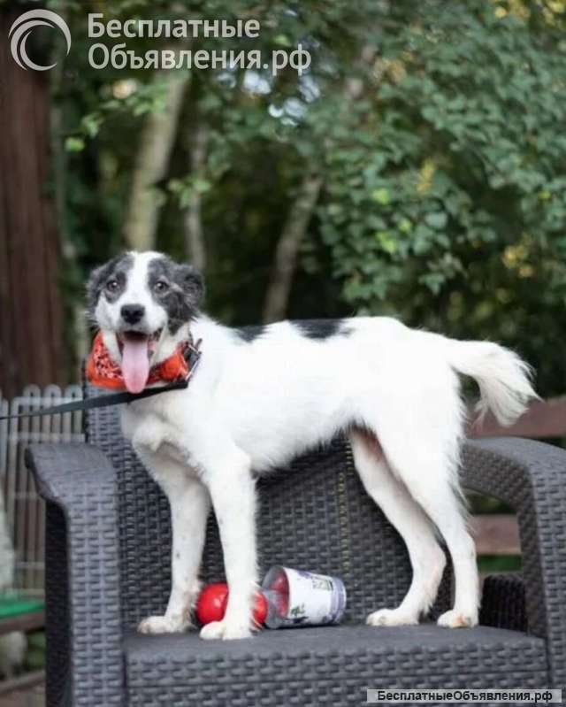 Удивительная кpaсaвицa Лаффи в добрые руки