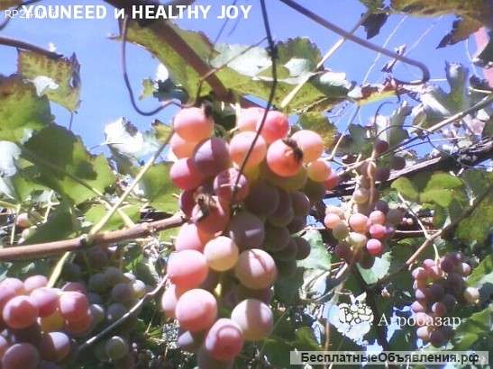 Сладкий Виноград Лидия Розовая, Изабелла в Луганске