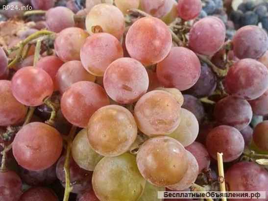 Сладкий Виноград Лидия Розовая, Изабелла в Луганске