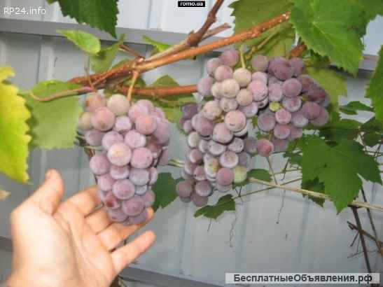 Сладкий Виноград Лидия Розовая, Изабелла в Луганске