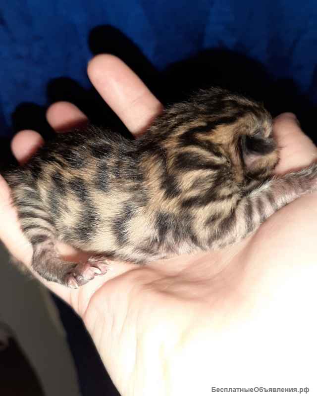 Бенгальские Тигрята