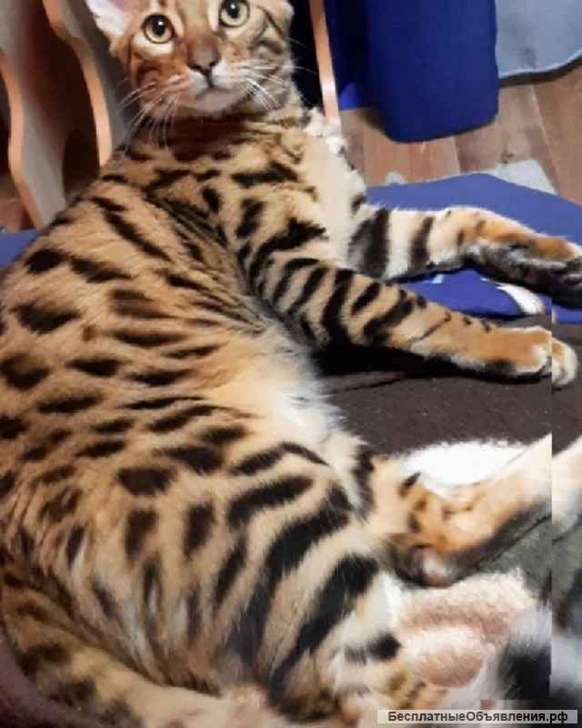 Бенгальские Тигрята