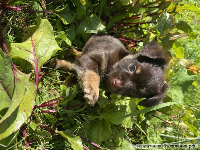 Той-терьер. Купить щенка. Шоколадное счастье. РКФ.
