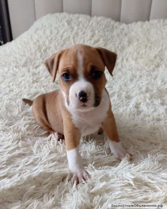Щенки американский стаффордширский терьер