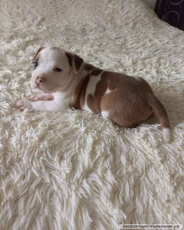 Щенки американский стаффордширский терьер