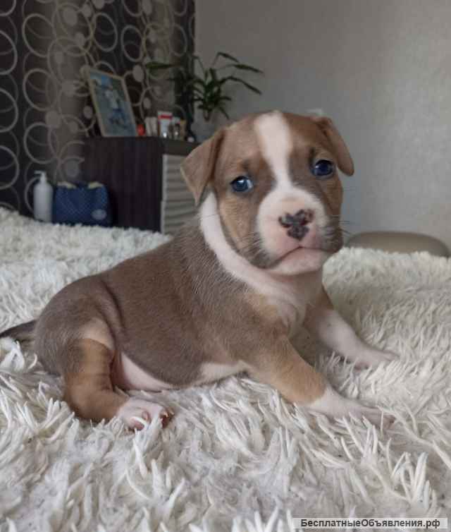 Щенки американский стаффордширский терьер