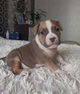 Щенки американский стаффордширский терьер