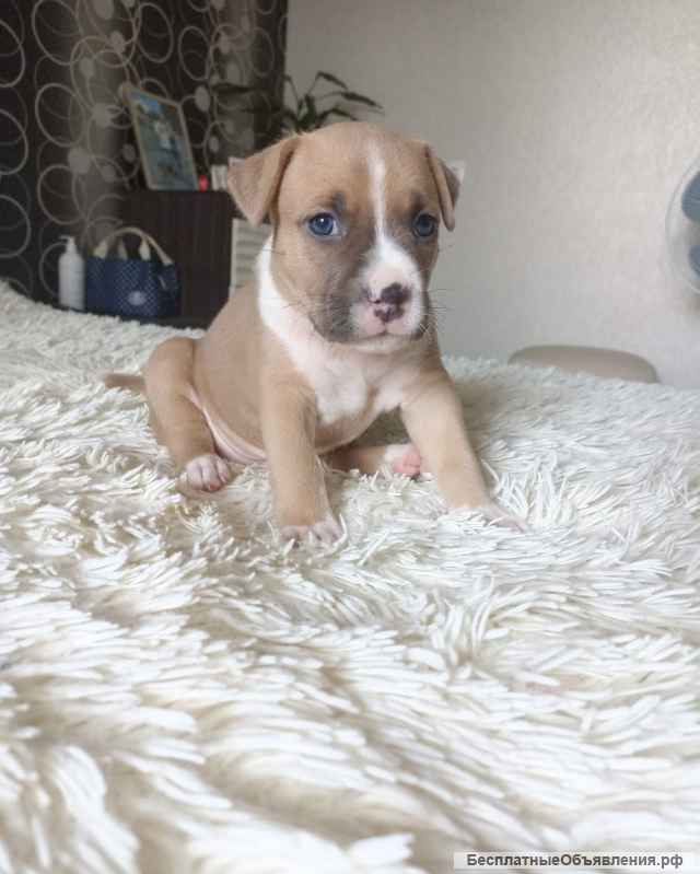 Щенки американский стаффордширский терьер