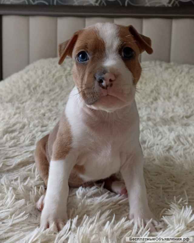 Щенки американский стаффордширский терьер