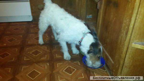 Найдена собака. Порода ФОКСТЕРЬЕР.2.12.2014