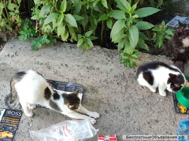 Котята в добрые руки