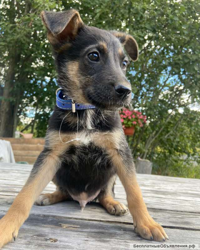 Щенки - веселые ребята в добрые руки