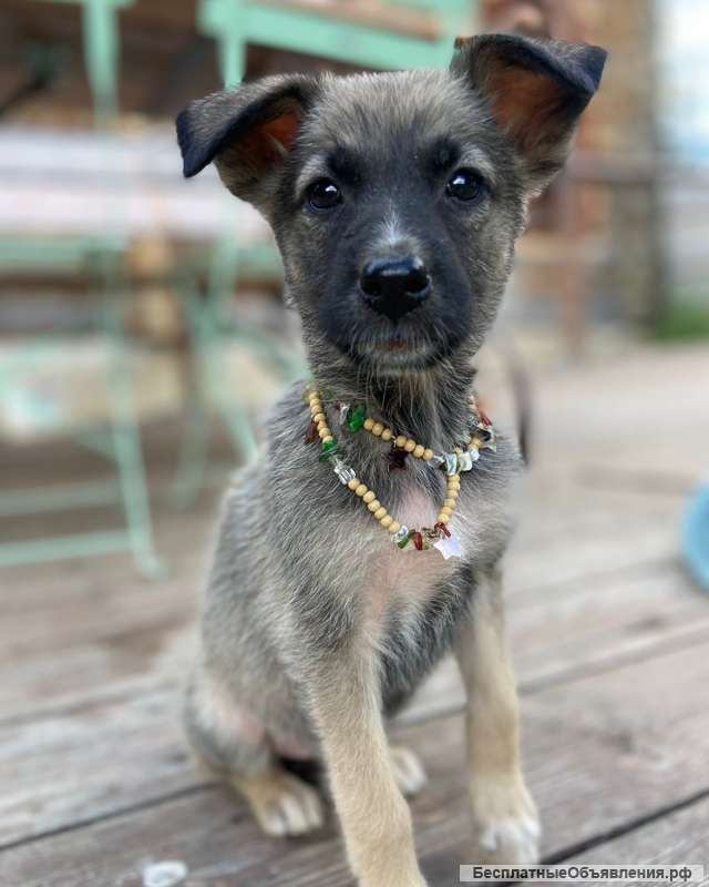 Щенки - веселые ребята в добрые руки