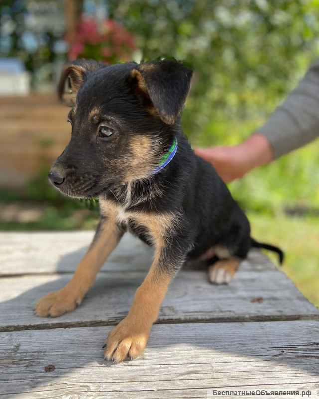 Щенки - веселые ребята в добрые руки