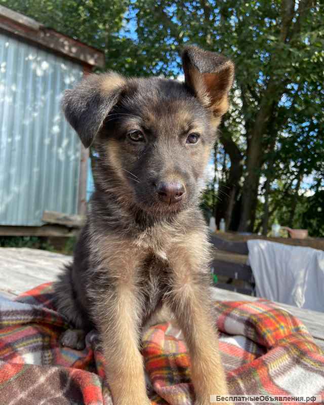 Щенки - веселые ребята в добрые руки