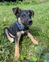 Щенки - веселые ребята в добрые руки