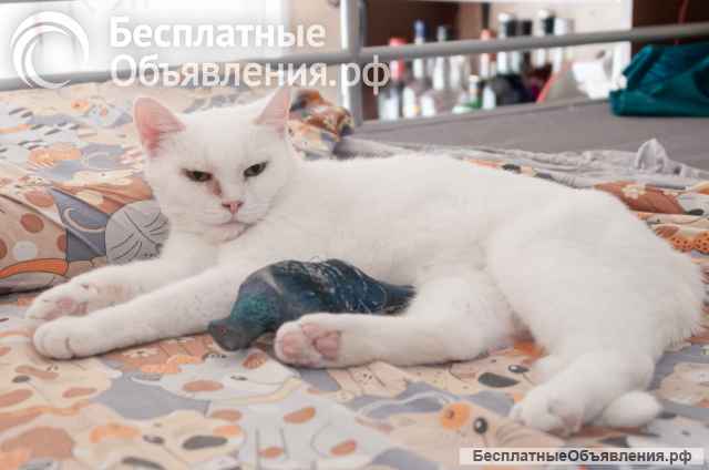 Белая доброжелательная кошка Белла в добрые руки