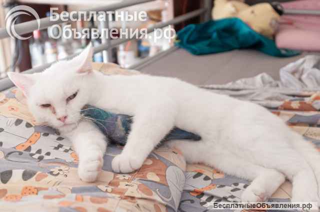 Белая доброжелательная кошка Белла в добрые руки