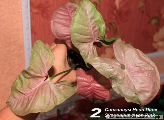 Сингониум Неон Пинк, Жаде, Мохито